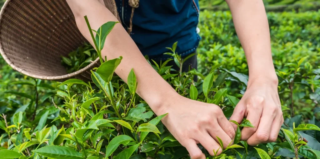 Camellia sinensis plant